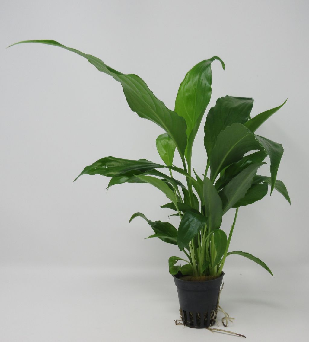 Einblatt / Spathiphyllum grün WFW wasserflora ZT1090wfw - wasserflora