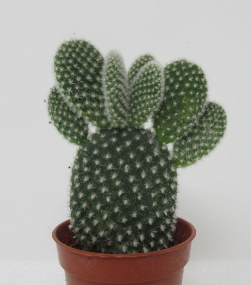 Hasenohr-Kaktus Albispina” / Opuntia microdasys “Albispina””