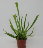 ZT5010wf - Kleine Schlauchpflanze _ Sarracenia minor