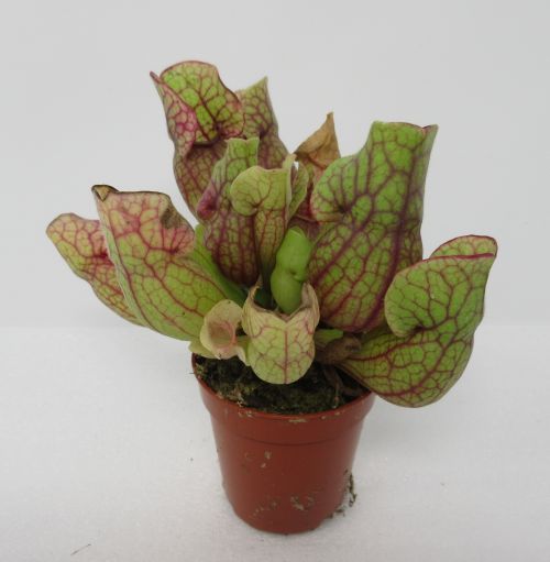 Rote Schlauchpflanze / Sarracenia purpurea