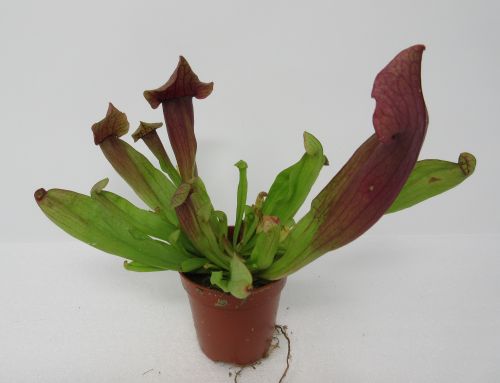 Tess Schlauchpflanze / Sarracenia Tess