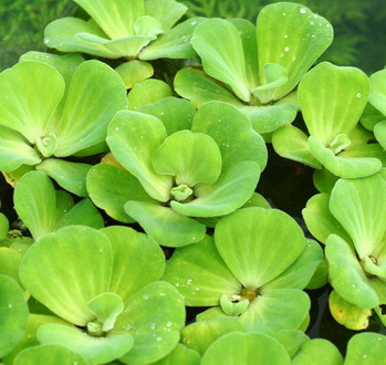 Muschelblume in XXL – Wassersalat-Wasserrose / Pistia stratiotes für den Teich