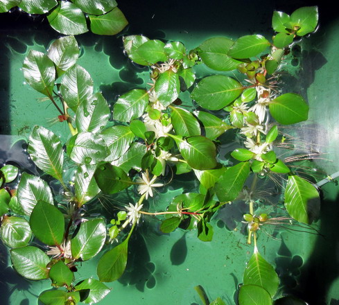 oD_401wf - Schwimmende Ludwigie _ Ludwigia helminthorrhiza - Schwimmpflanzen-Raritaet WFW wasserflora oD_401wf