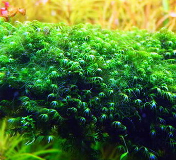 oM_002FPAD - Fissidens fontanus _ Phoenix moss Gitter - Moos Pad Tropica oM_002FPAD