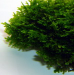 oV1470DZ - In-Vitro Mini Korallenmoos _ Riccardia chamedryfolia. Moos