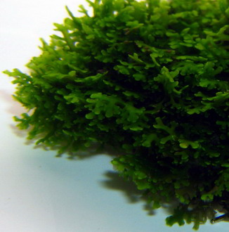 Mini Korallenmoos / Riccardia chamedryfolia auf Gitter – Moos Pad