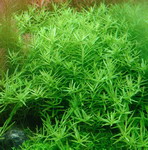 T033A_T - GroSze gruene Rotala _ Rotala species Green