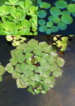 S_TEICH103 - 3er Set Schwimmpflanzen je 1x Muschelblume. Froschbiss. Wassernuss