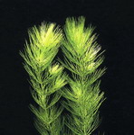 B085PP - Hornkraut - Raues Hornblatt _ Ceratophyllum demersum